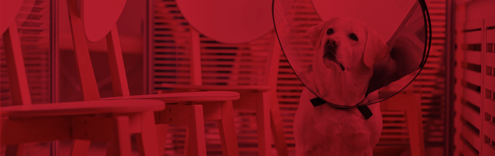 Because We Care Banner